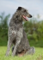 37 Windhund-Trio